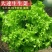 四季甜脆玻璃生菜种子脆嫩生吃生菜种籽阳台四季盆栽春季蔬菜