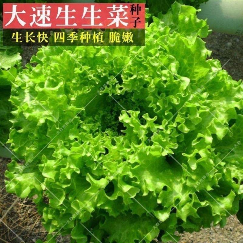 四季甜脆玻璃生菜种子脆嫩生吃生菜种籽阳台四季盆栽春季蔬菜