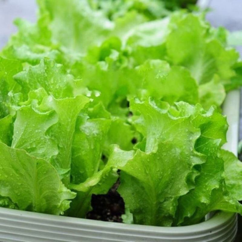 四季甜脆玻璃生菜种子脆嫩生吃生菜种籽阳台四季盆栽春季蔬菜