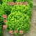 四季甜脆玻璃生菜种子脆嫩生吃生菜种籽阳台四季盆栽春季蔬菜