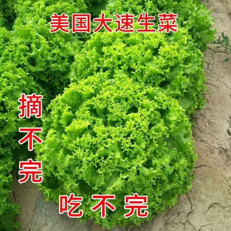四季甜脆玻璃生菜种子脆嫩生吃生菜种籽阳台四季盆栽春季蔬菜
