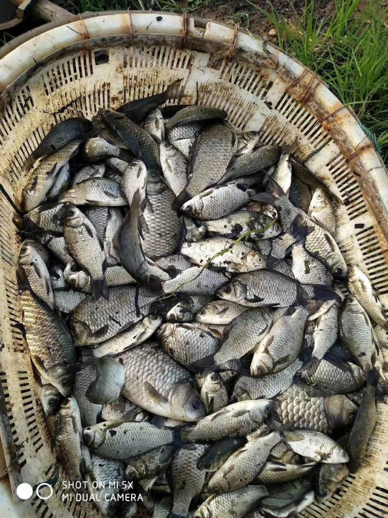 鲤鱼苗大别山区湖北黄冈蕲春半斤到一斤