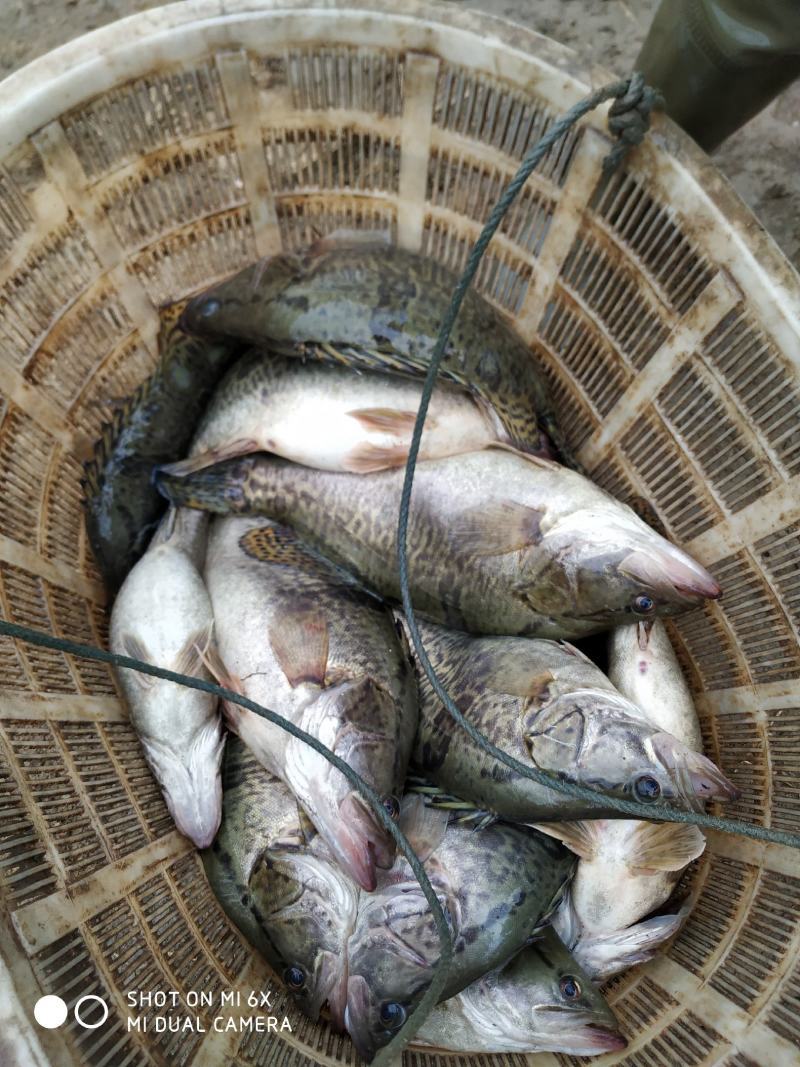 鲤鱼苗大别山区湖北黄冈蕲春半斤到一斤