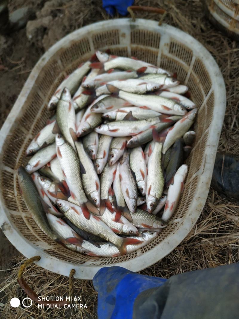 鲤鱼苗大别山区湖北黄冈蕲春半斤到一斤