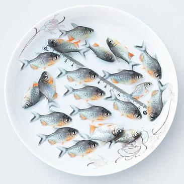 新品淡水白鲳鱼苗红鲳鱼苗食用鲳鱼苗活体小型热带鱼养
