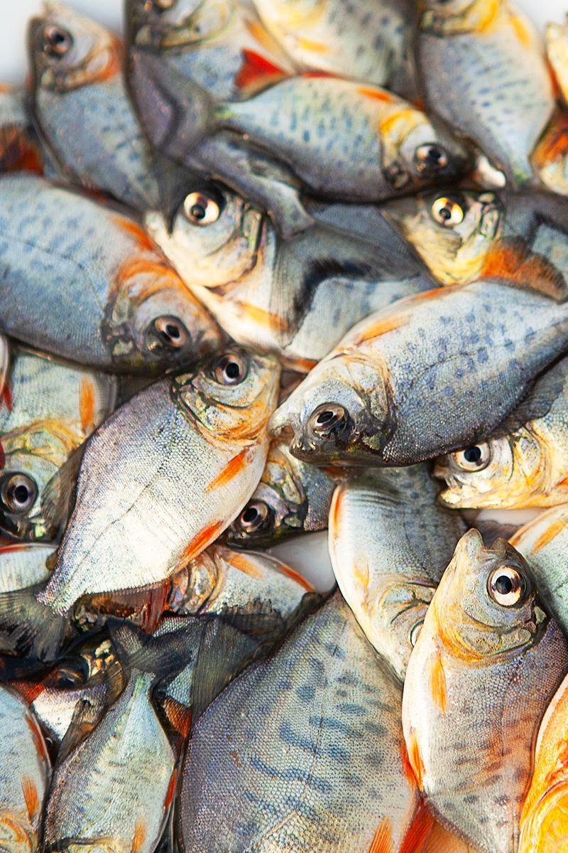新品淡水白鲳鱼苗红鲳鱼苗食用鲳鱼苗活体小型热带鱼养