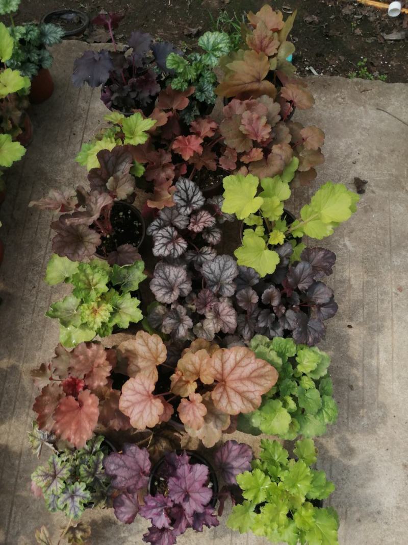 矾根植物，观赏性四季变色