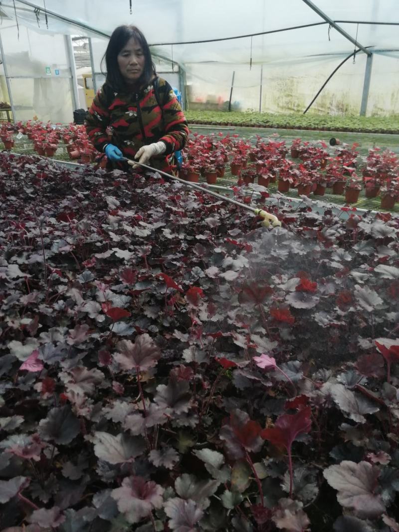 矾根植物，观赏性四季变色