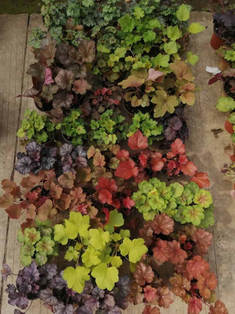 矾根植物，观赏性四季变色