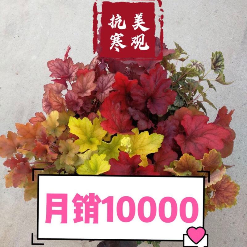 矾根植物，观赏性四季变色