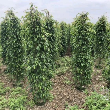 精品垂叶榕柱型垂榕