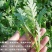 小叶茼蒿种子大全农家大叶茼蒿种籽菜籽四季皇帝菜种青菜蔬菜