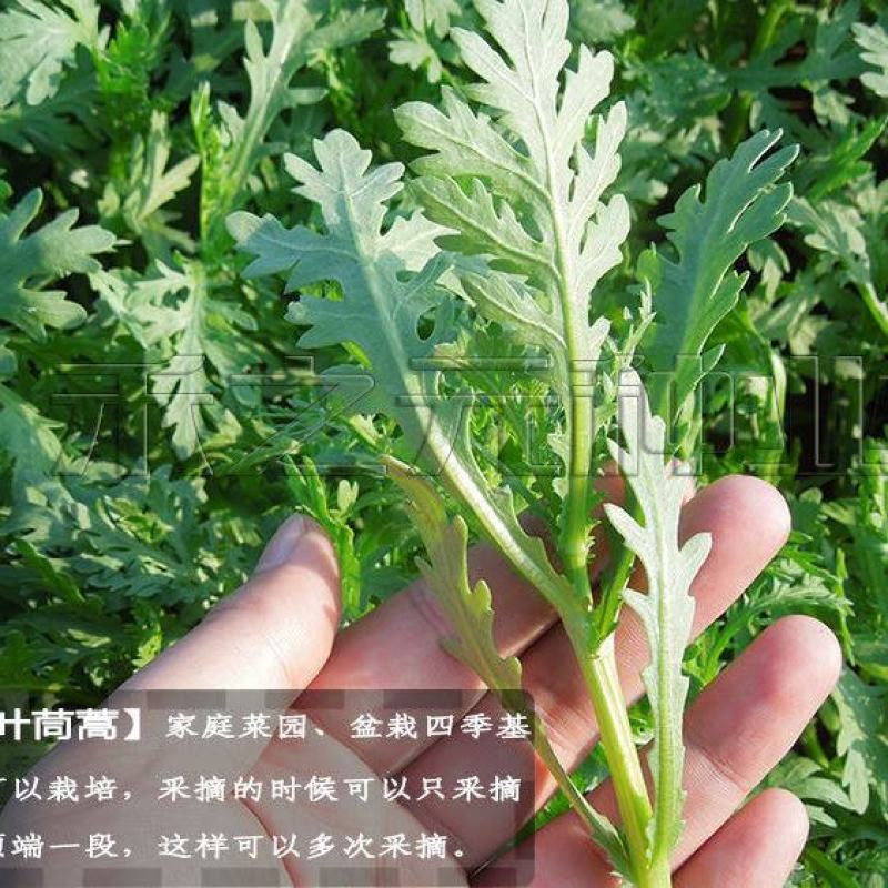 小叶茼蒿种子大全农家大叶茼蒿种籽菜籽四季皇帝菜种青菜蔬菜