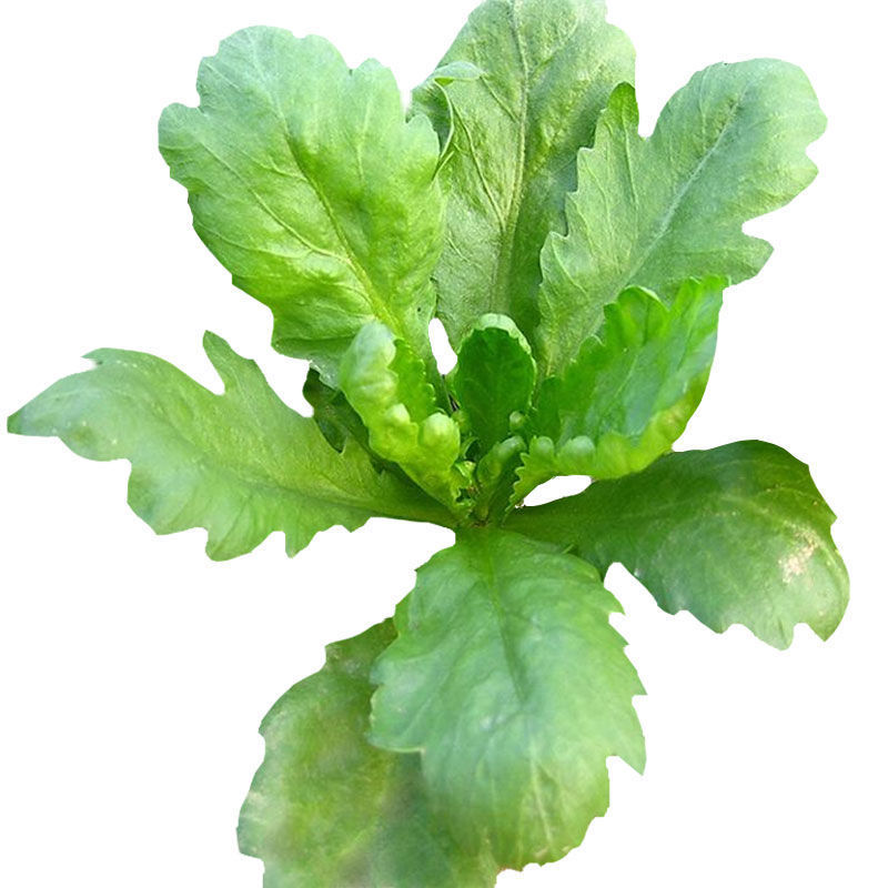 小叶茼蒿种子大全农家大叶茼蒿种籽菜籽四季皇帝菜种青菜蔬菜