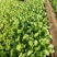 小叶茼蒿种子大全农家大叶茼蒿种籽菜籽四季皇帝菜种青菜蔬菜