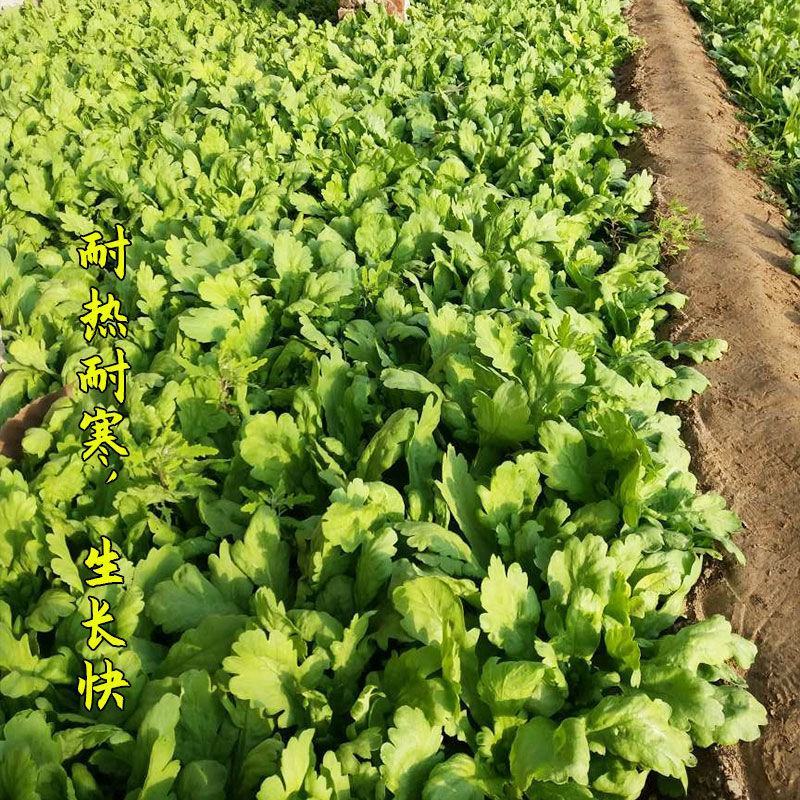 小叶茼蒿种子大全农家大叶茼蒿种籽菜籽四季皇帝菜种青菜蔬菜
