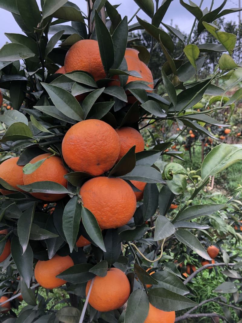 沃柑零冻伤口感纯甜皮薄肉嫩画渣四川眉山沃柑，一件代发