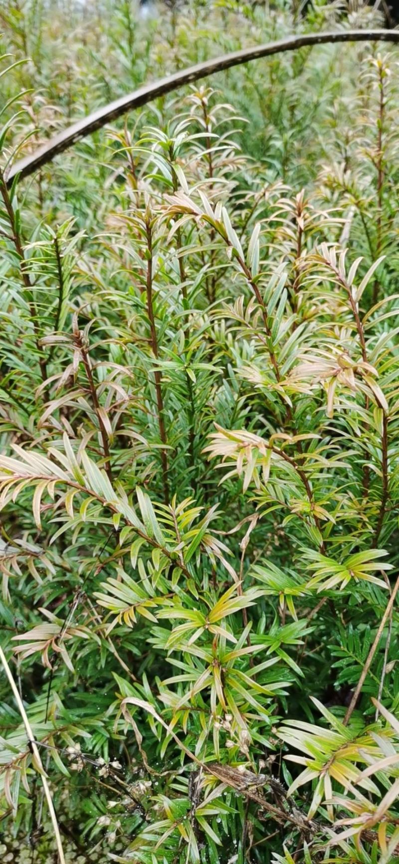 南方红豆杉小苗，30-50公分的数量不多，规格齐全