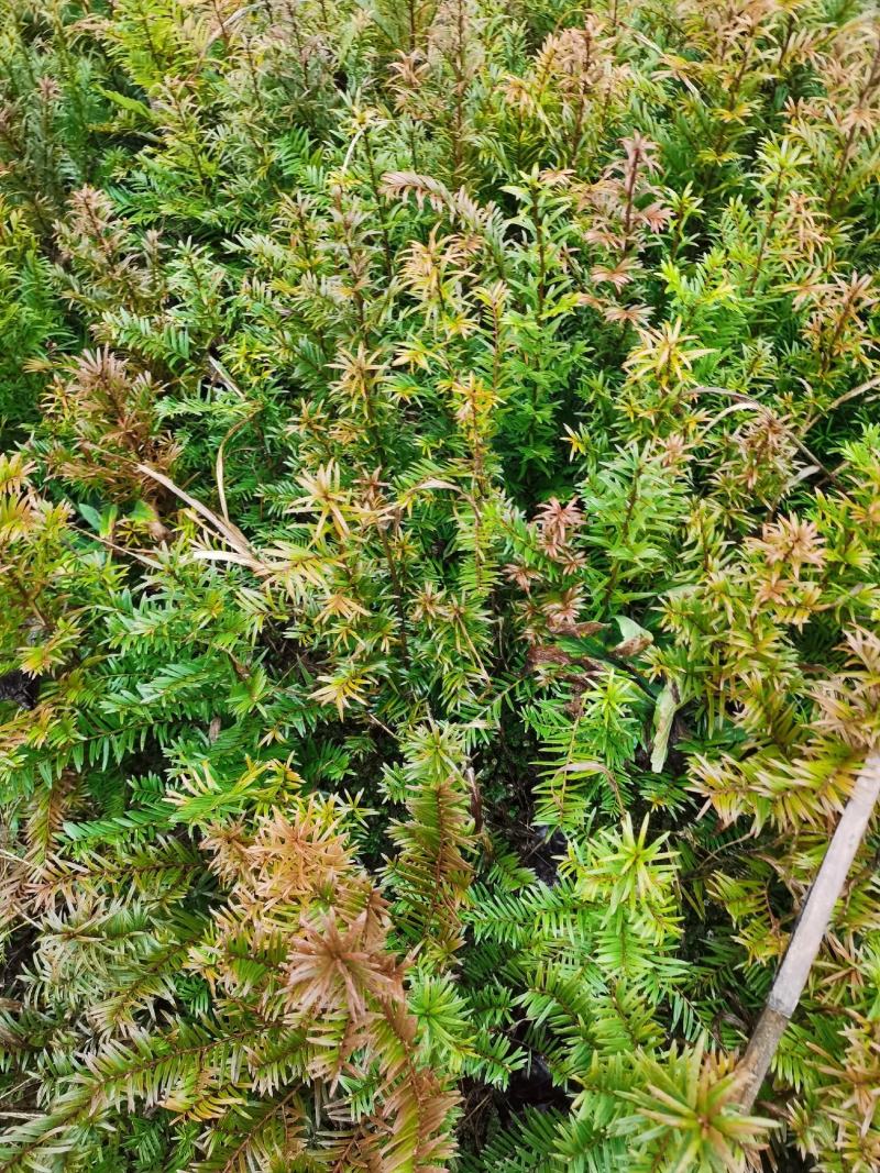 南方红豆杉小苗，30-50公分的数量不多，规格齐全