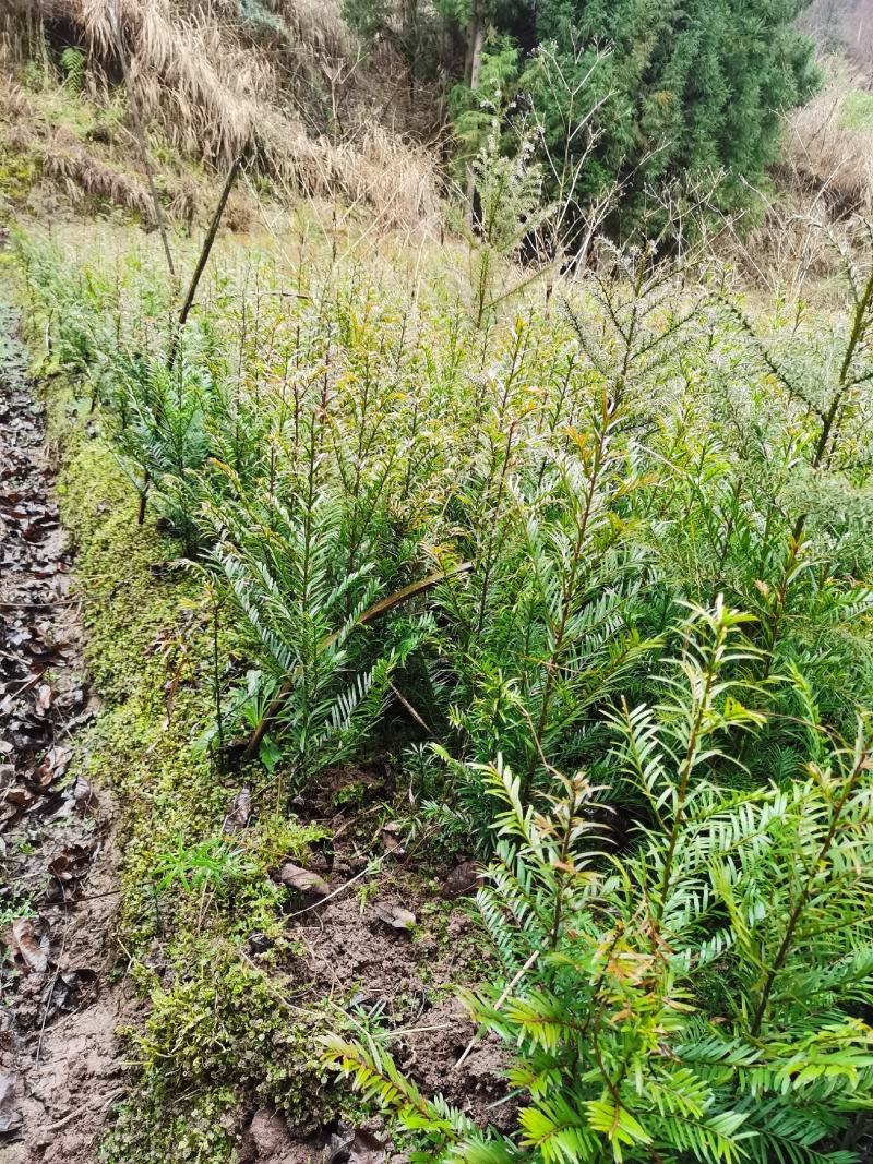 南方红豆杉小苗，30-50公分的数量不多，规格齐全