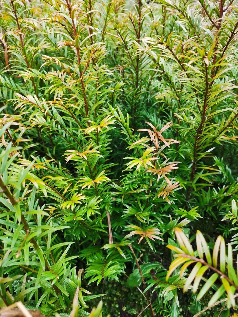 南方红豆杉小苗，30-50公分的数量不多，规格齐全