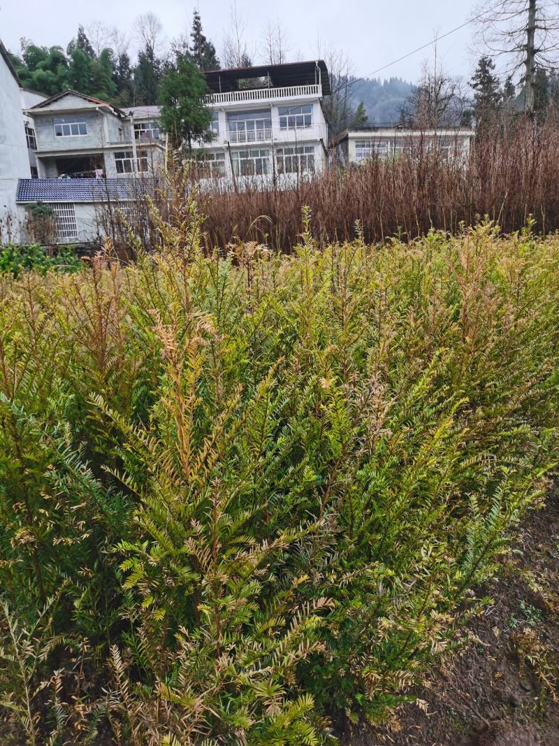 南方红豆杉小苗，30-50公分的数量不多，规格齐全