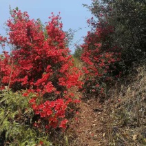 映山红全灌带花苞国旗红