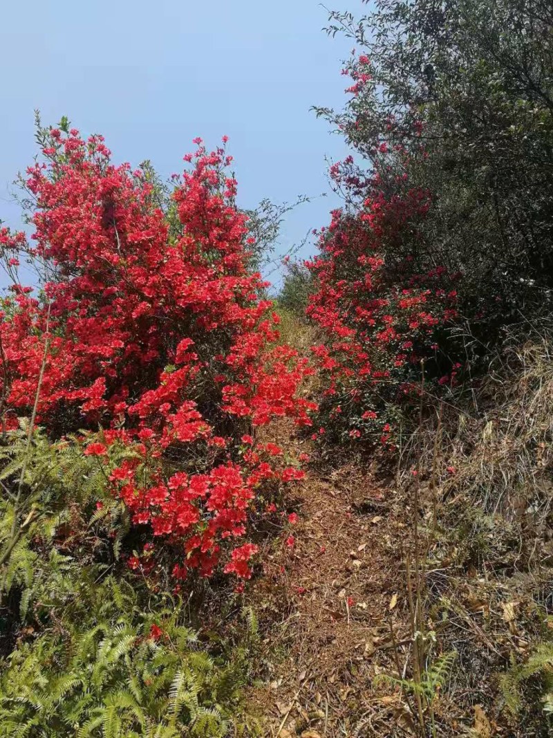 映山红全灌带花苞国旗红