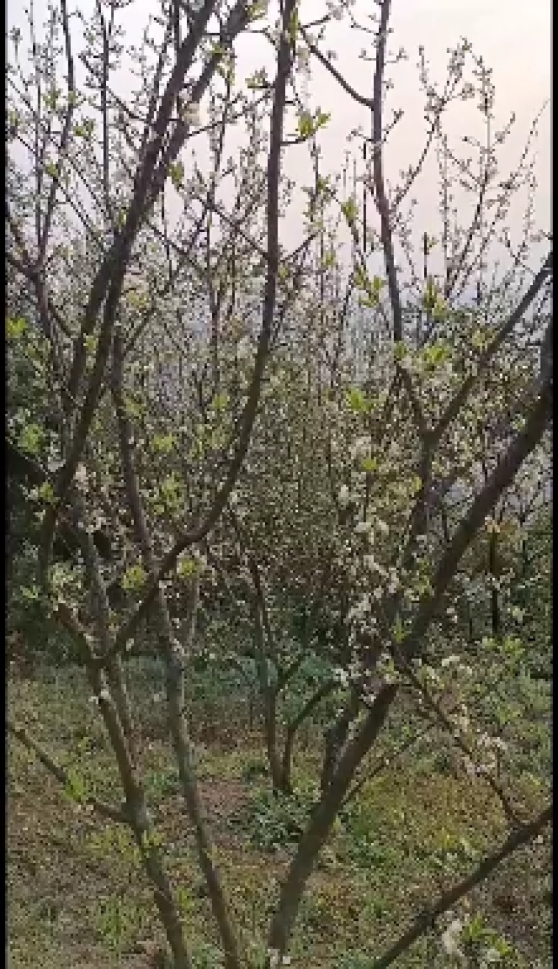 蜂糖李一代嫁接苗四月李苗原生苗原产地直发