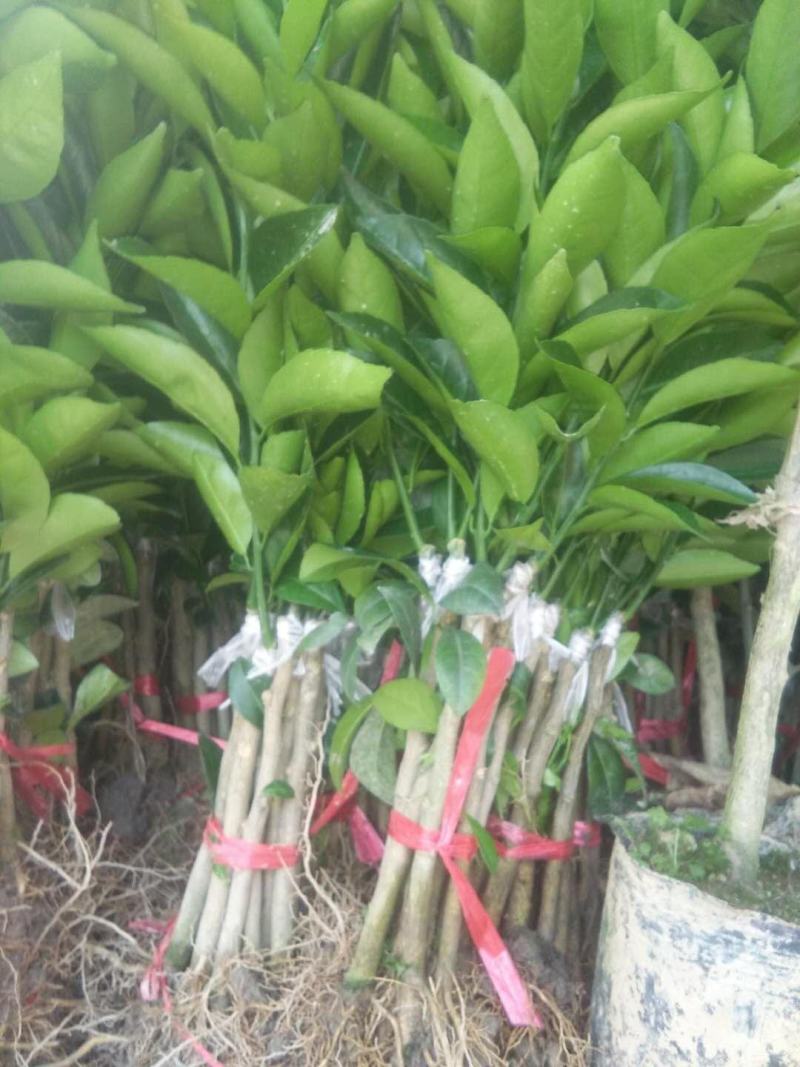 新会柑苗陈皮苗茶果苗四会柑果树苗