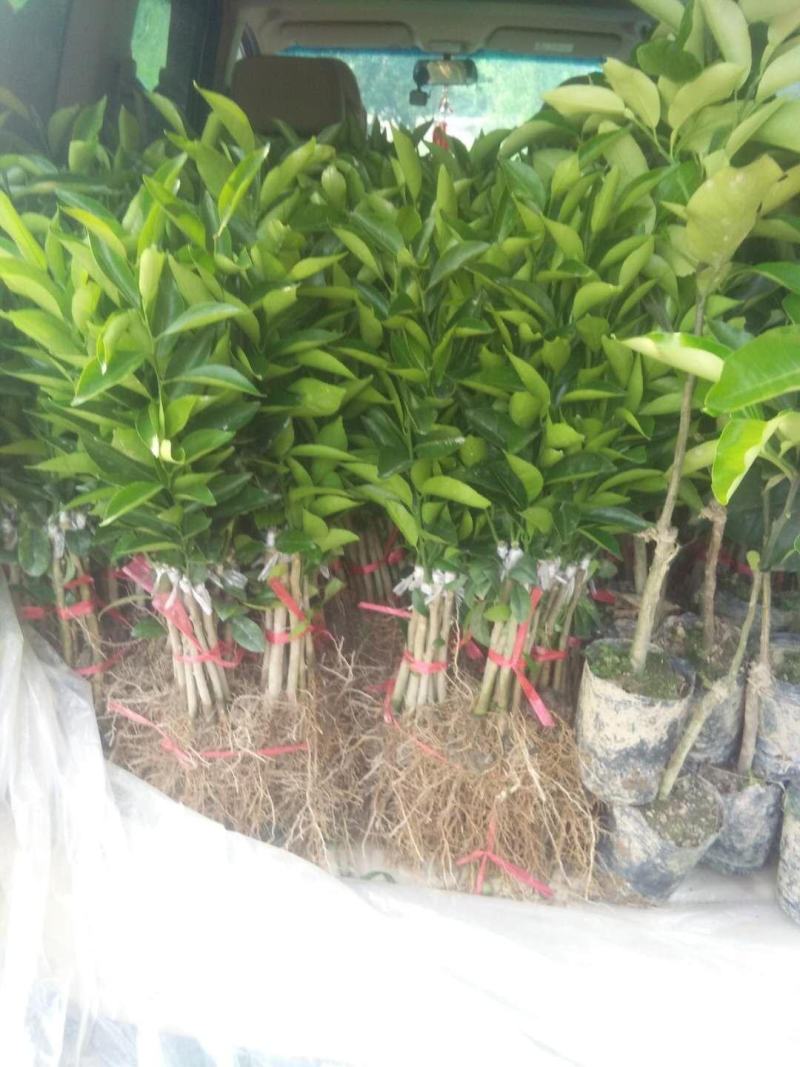 新会柑苗陈皮苗茶果苗四会柑果树苗