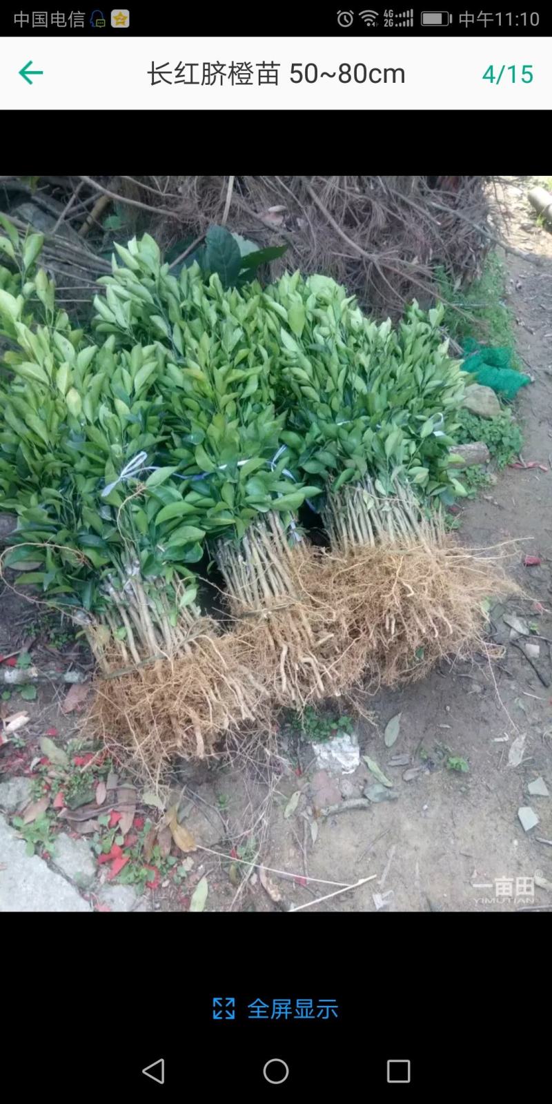 新会柑苗陈皮苗茶果苗四会柑果树苗