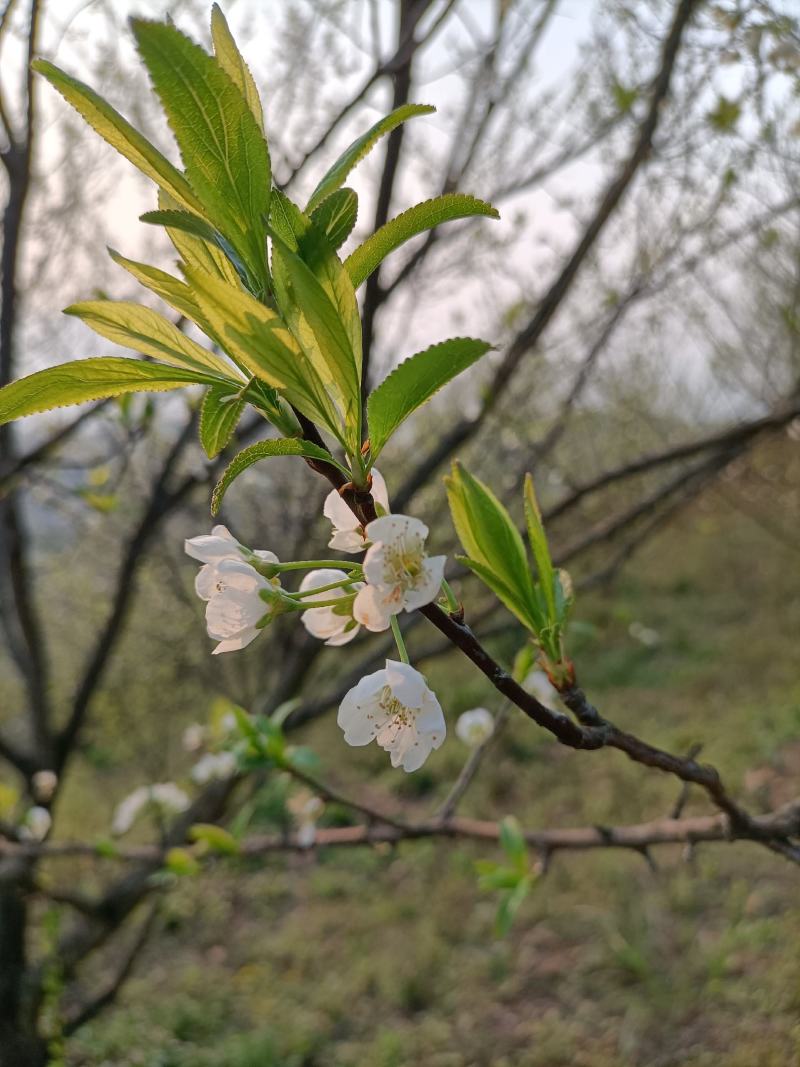 蜂糖李一代嫁接苗四月李苗原生苗原产地直发