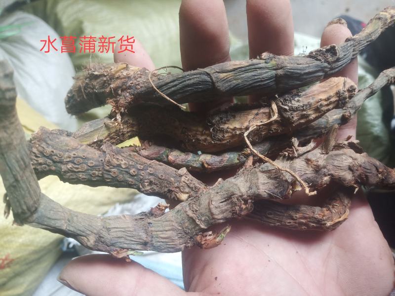 水菖蒲（臭蒲根）山东临沂产地新货产地直销