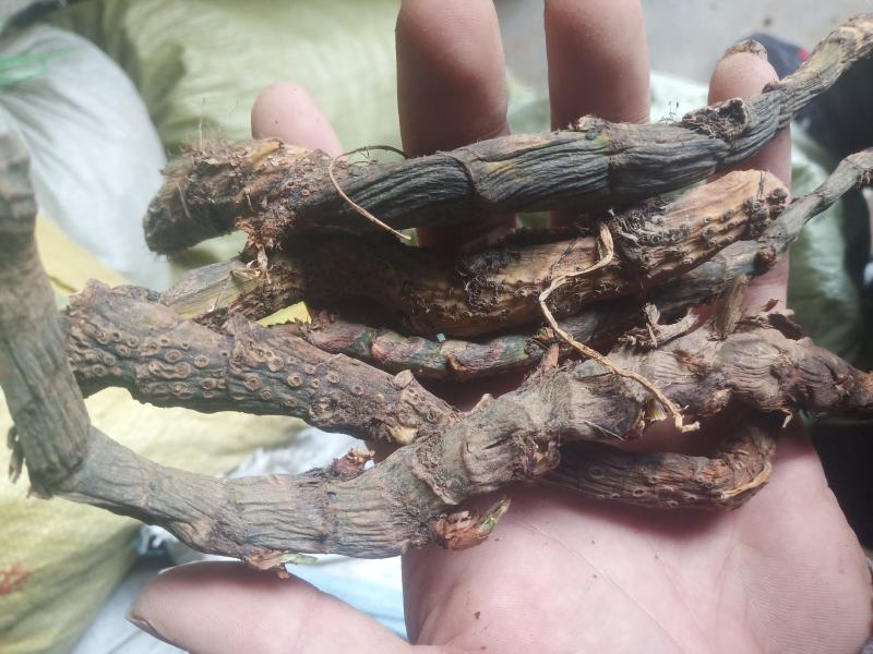 水菖蒲（臭蒲根）山东临沂产地新货产地直销