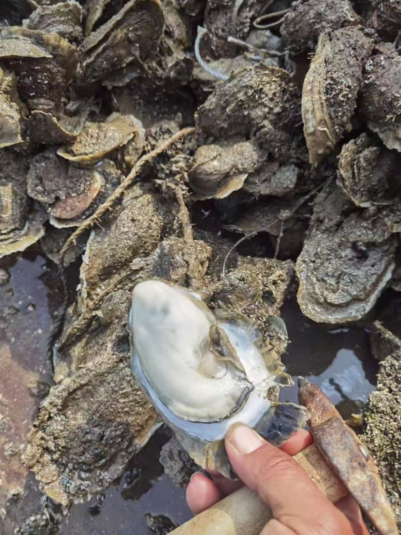 产地直销一手货源台山生蚝牡蛎海蛎子