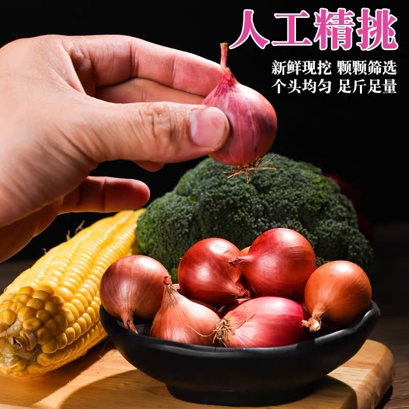 缅甸小洋葱红葱头红皮黄皮均有支持一件代发