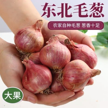 缅甸小洋葱红葱头红皮黄皮均有支持一件代发