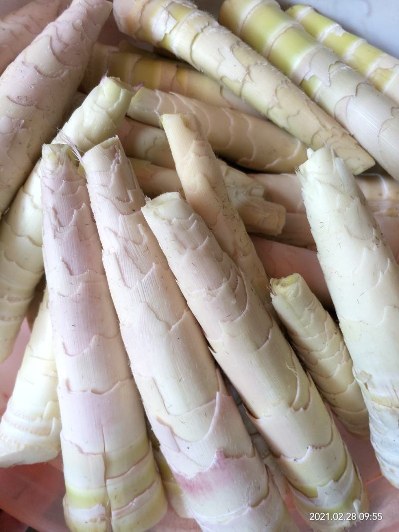竹笋新鲜竹笋大山深处的生态食品产地直销