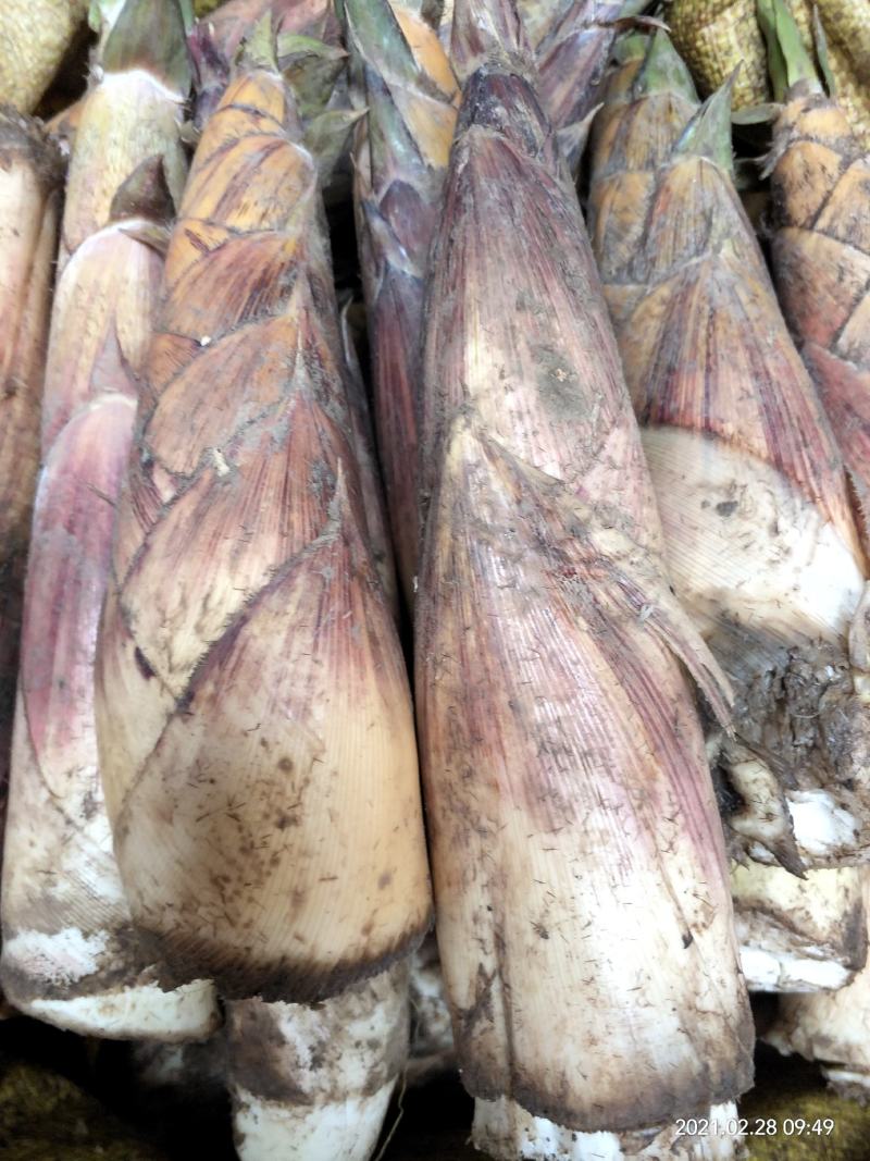 竹笋新鲜竹笋大山深处的生态食品产地直销