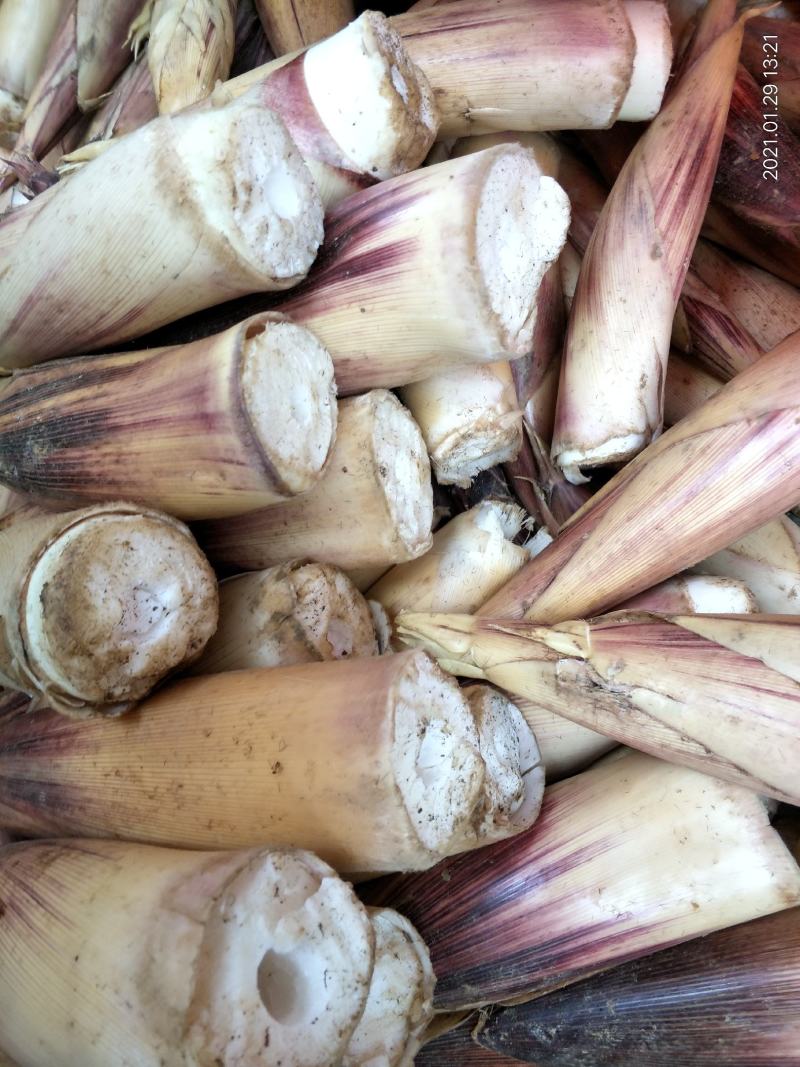 竹笋新鲜竹笋大山深处的生态食品产地直销