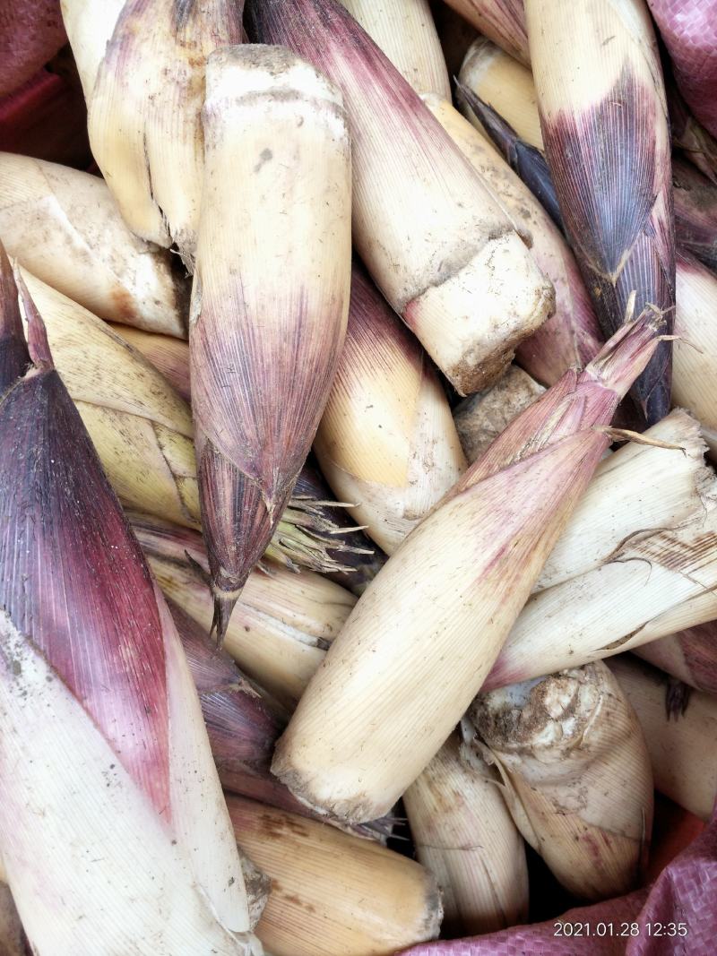 竹笋新鲜竹笋大山深处的生态食品产地直销