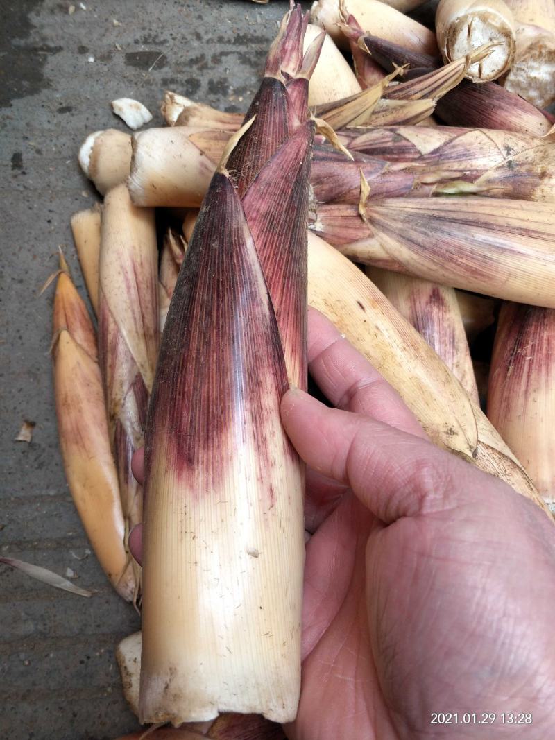 竹笋新鲜竹笋大山深处的生态食品产地直销