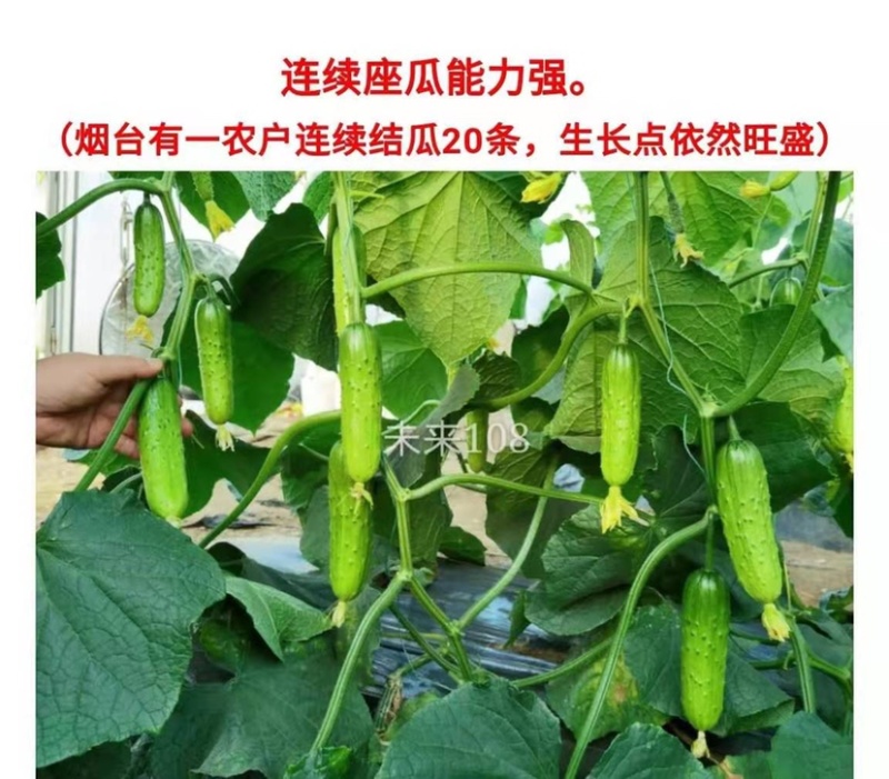 耐热耐寒未来108全雌水果黄瓜种子抗病高产节节有瓜