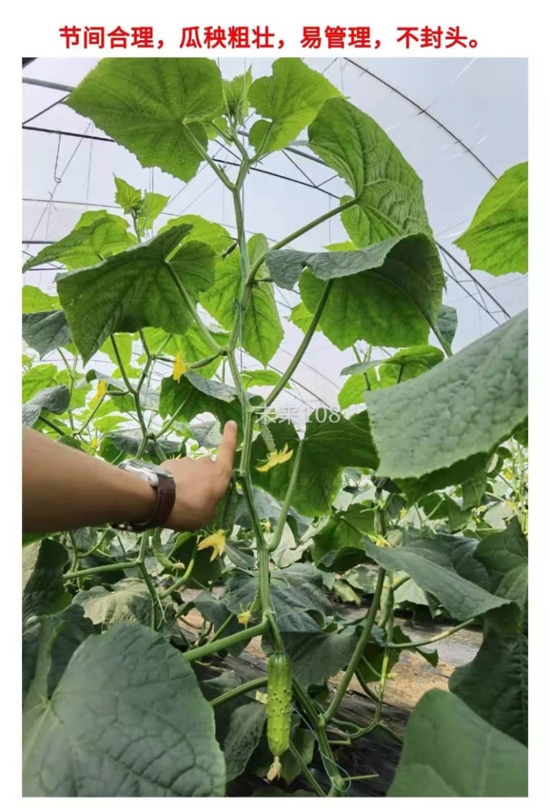 耐热耐寒未来108全雌水果黄瓜种子抗病高产节节有瓜