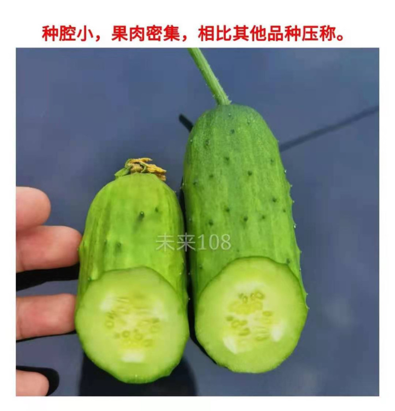 耐热耐寒未来108全雌水果黄瓜种子抗病高产节节有瓜