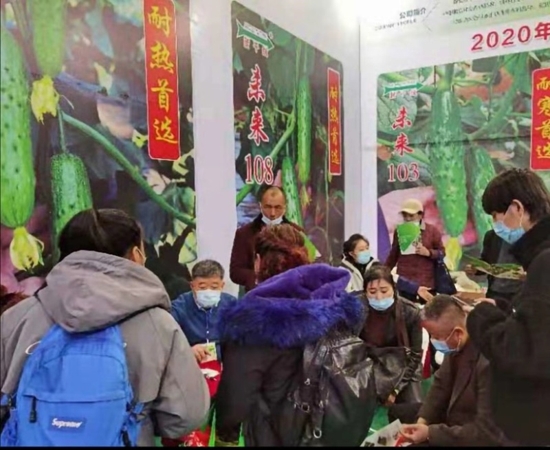 耐热耐寒未来108全雌水果黄瓜种子抗病高产节节有瓜
