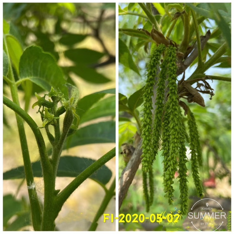 碧根果苗各种规格齐全