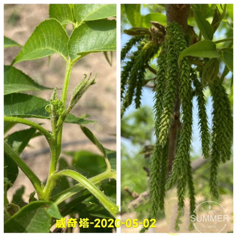 碧根果苗各种规格齐全