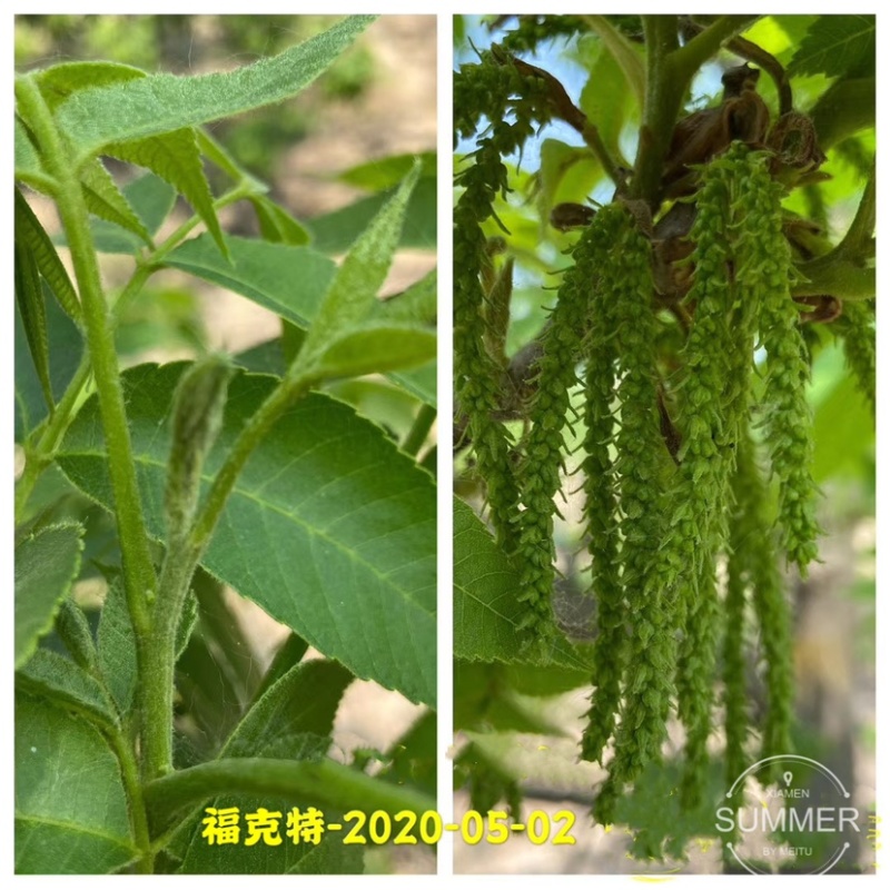 碧根果苗各种规格齐全